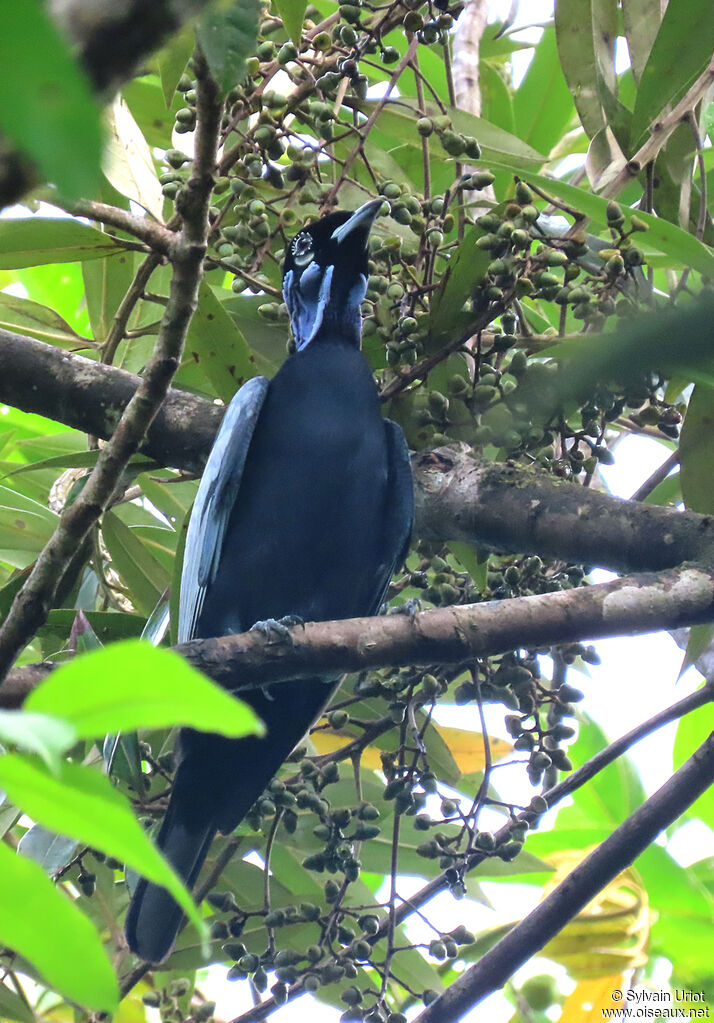 Bare-necked Fruitcrow male adult