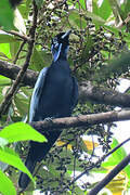 Bare-necked Fruitcrow