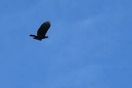 Bare-necked Fruitcrow