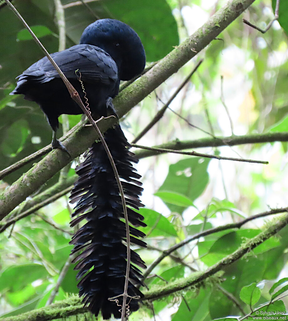 Long-wattled Umbrellabird male adult