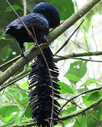 Long-wattled Umbrellabird