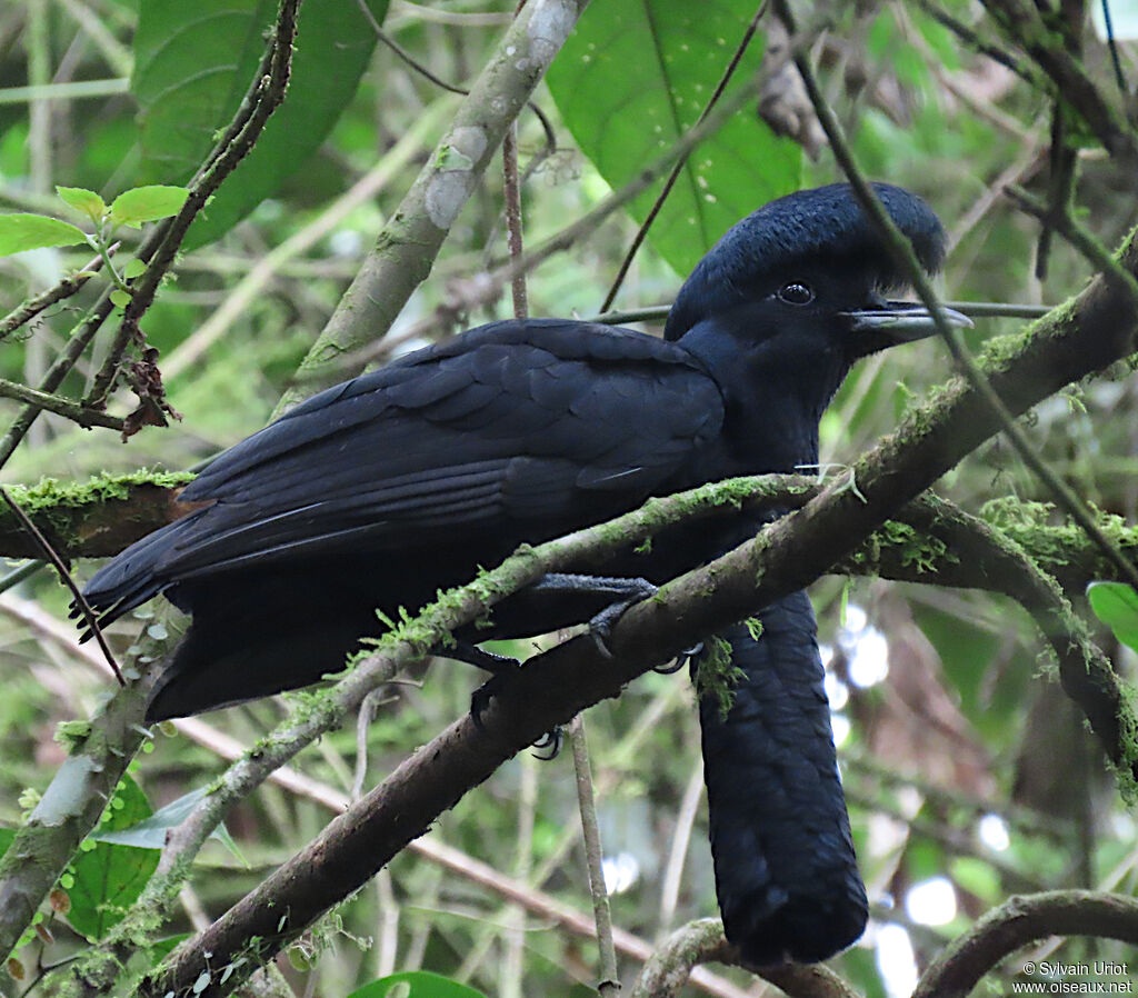 Long-wattled Umbrellabird male adult