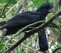 Long-wattled Umbrellabird