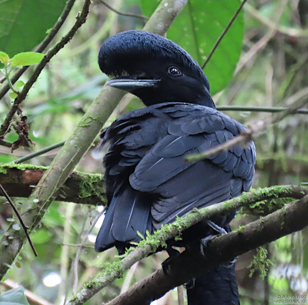 Long-wattled Umbrellabird male adult