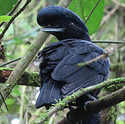 Long-wattled Umbrellabird