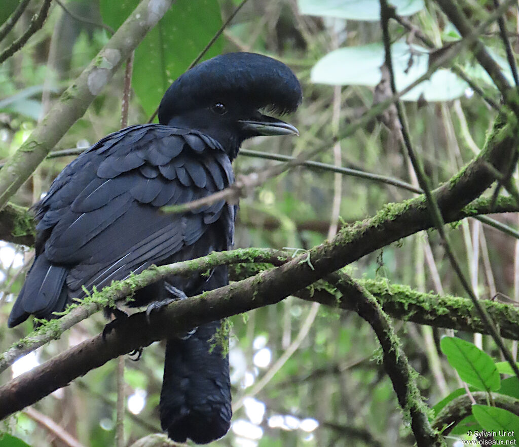 Long-wattled Umbrellabird male adult