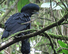 Long-wattled Umbrellabird