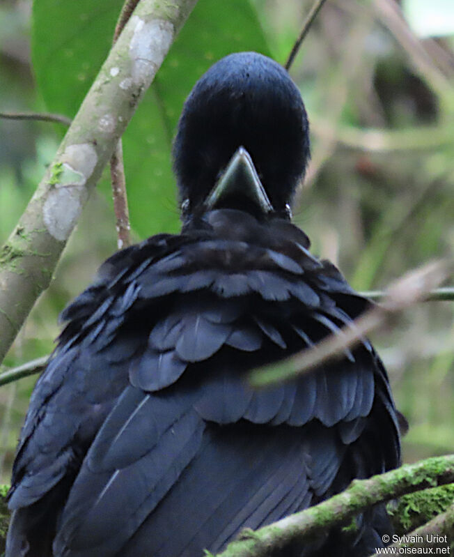 Long-wattled Umbrellabird male adult