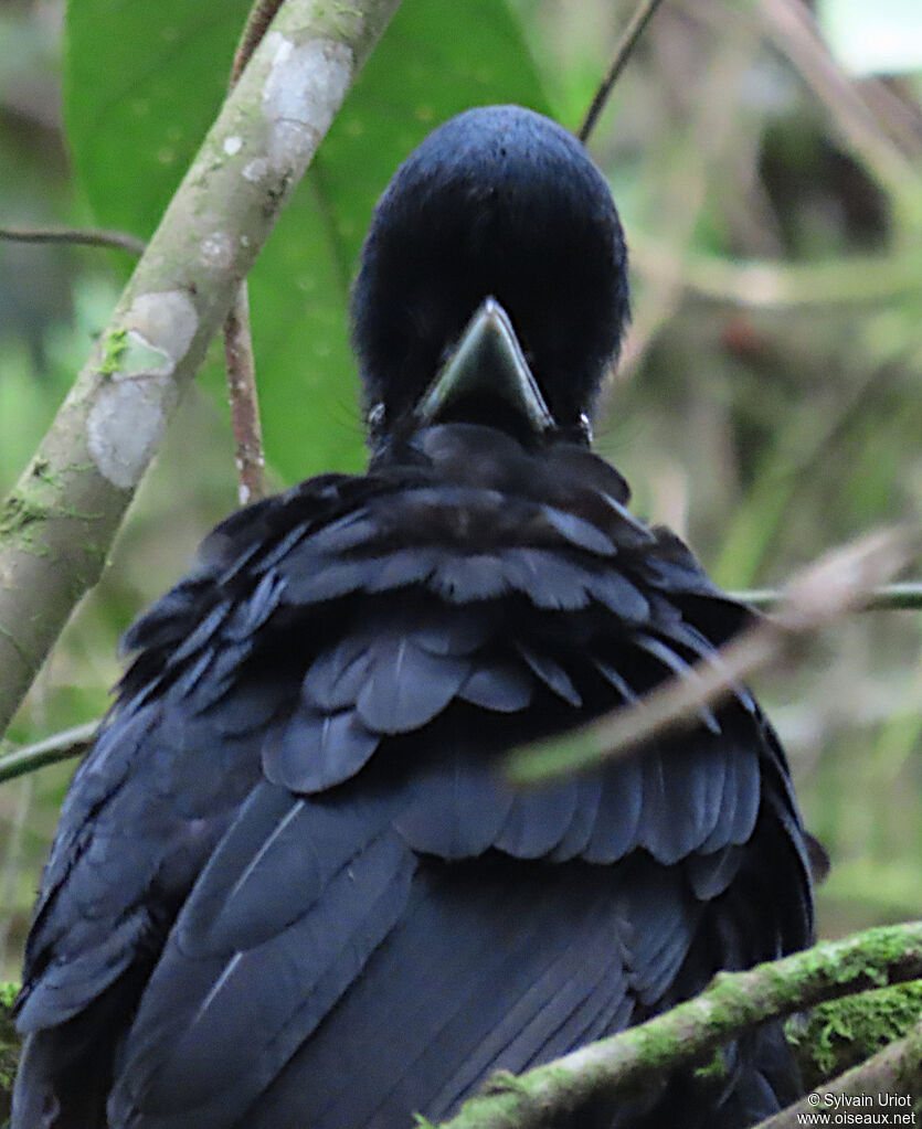 Long-wattled Umbrellabird male adult