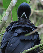 Long-wattled Umbrellabird