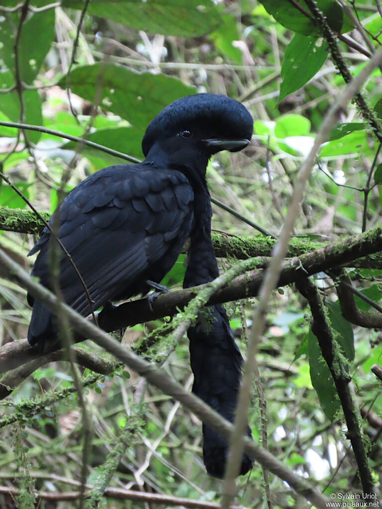 Long-wattled Umbrellabird male adult