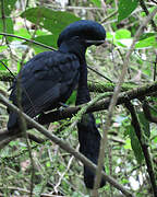 Long-wattled Umbrellabird