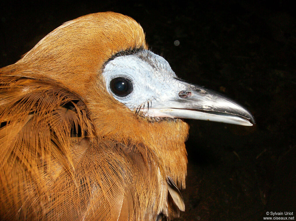 Capuchinbird