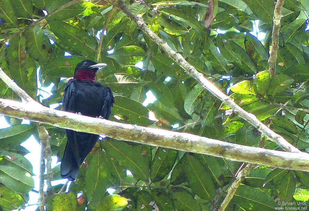 Purple-throated Fruitcrow male adult