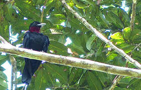 Purple-throated Fruitcrow