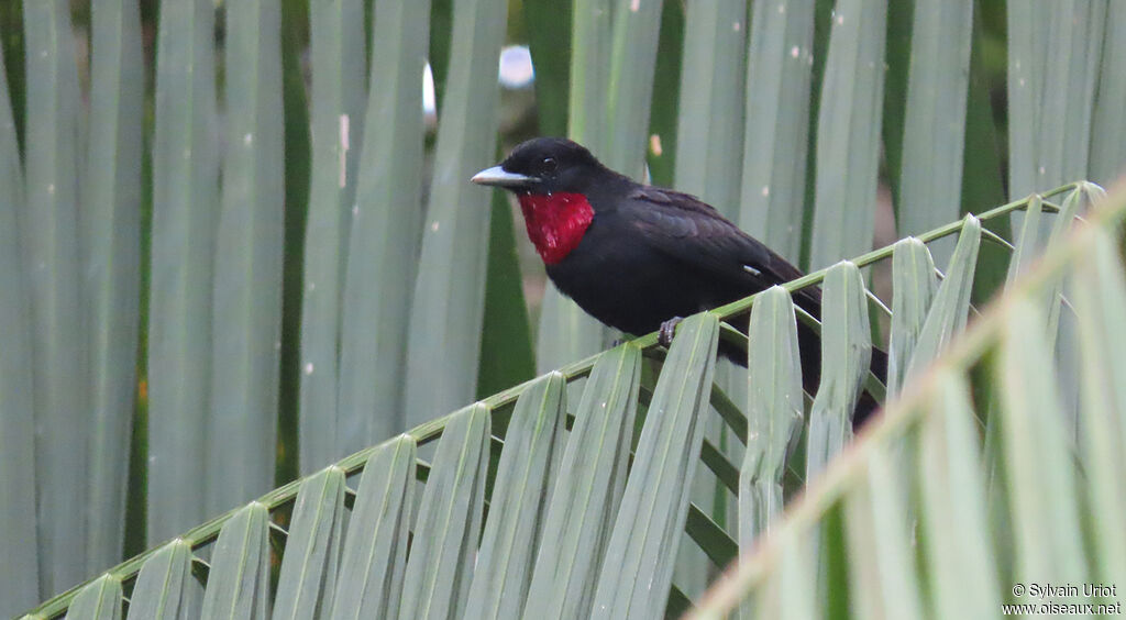 Purple-throated Fruitcrow male adult