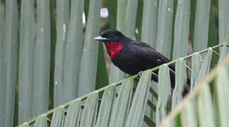 Purple-throated Fruitcrow