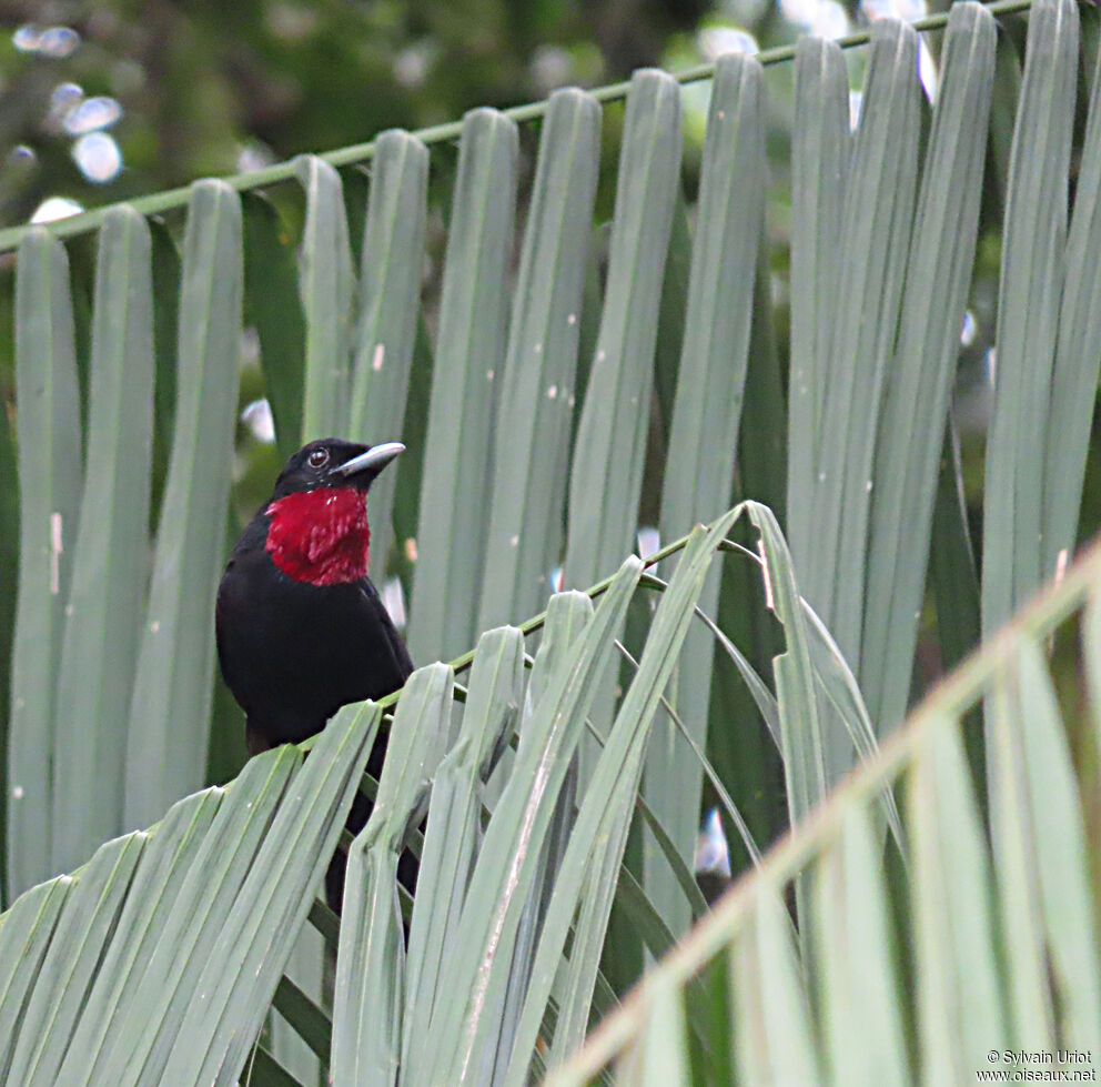 Purple-throated Fruitcrow male adult