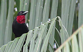 Purple-throated Fruitcrow