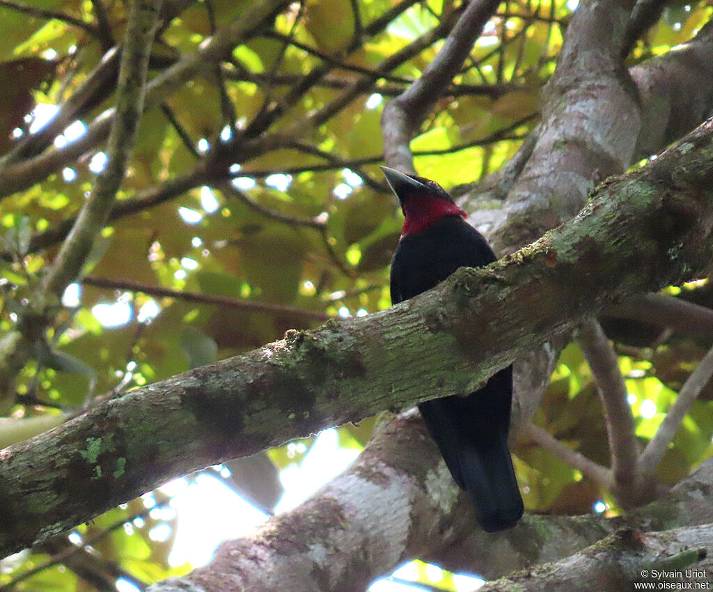 Purple-throated Fruitcrow male adult