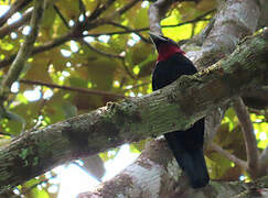 Purple-throated Fruitcrow