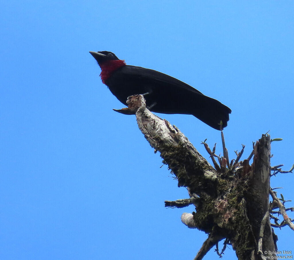 Purple-throated Fruitcrow male adult