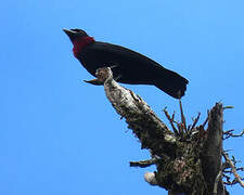 Purple-throated Fruitcrow