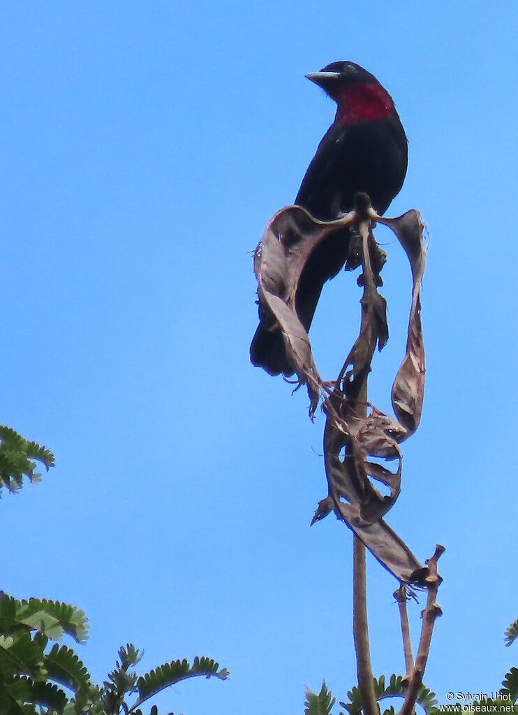 Purple-throated Fruitcrow male adult