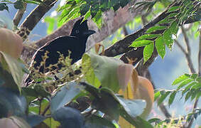 Amazonian Umbrellabird