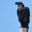 Corbeau à nuque blanche