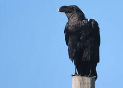 White-necked Raven