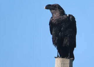 Corbeau à nuque blanche