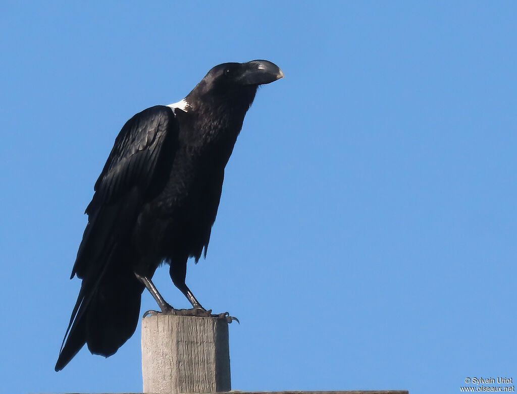 Corbeau à nuque blancheadulte