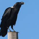 Corbeau à nuque blanche