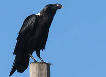 Corbeau à nuque blanche