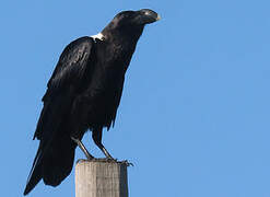 White-necked Raven