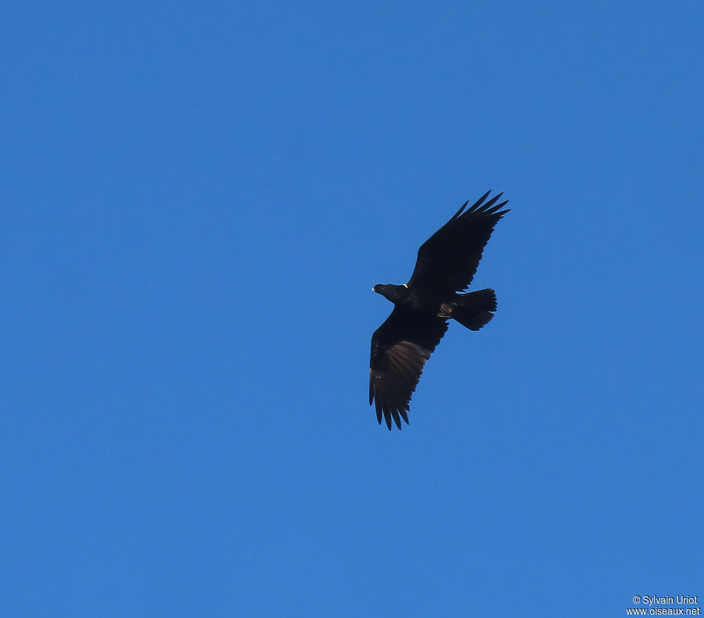 Corbeau à nuque blancheadulte