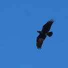 Corbeau à nuque blanche