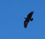 Corbeau à nuque blanche