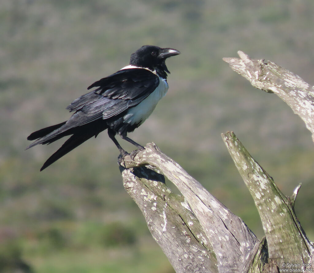 Pied Crowadult