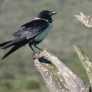 Corbeau pie