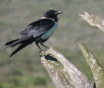 Pied Crow