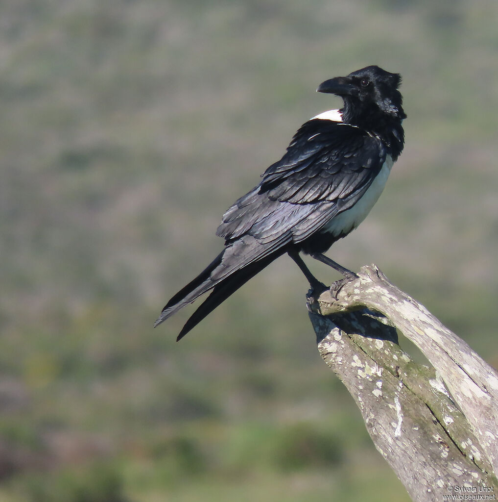 Pied Crowadult