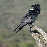 Pied Crow