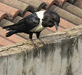 Corbeau pie