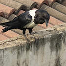 Corbeau pie