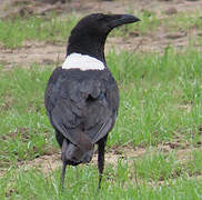 Corbeau pie
