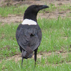 Corbeau pie