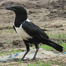 Corbeau pie