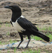 Corbeau pie